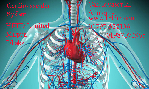 Cardiovascular Anatomy