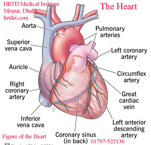 Figure of the heart