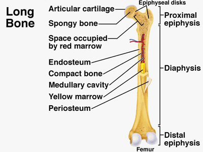 Orthopedic Anatomy Anatomy of Femur 1