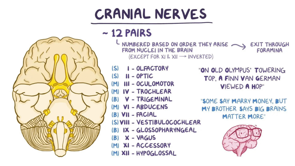 Cranial Nerves 2 image 1
