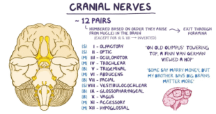 Cranial Nerves 10 image 1