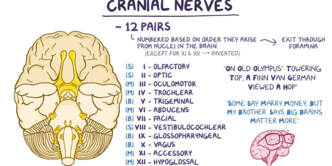 Cranial Nerves 1 image 1