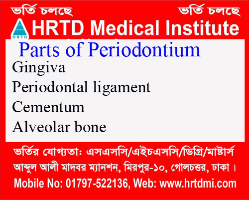 Parts of periodontium