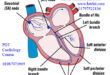 Cardio Conductive System & Heart Block