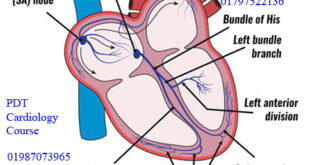 Cardio Conductive System & Heart Block