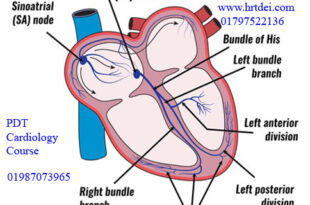 Cardio Conductive System & Heart Block