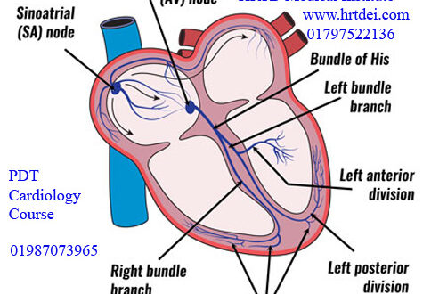 Cardio Conductive System & Heart Block