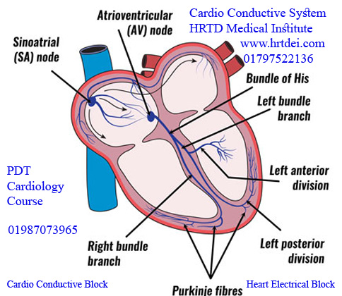 Cardio Conductive System Heart Block