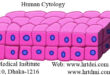 Human Cytology