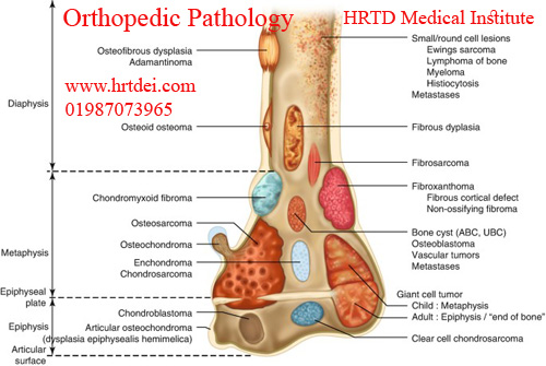 Orthopedic Pathology