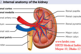 Chronic Kidney Disease (CKD)