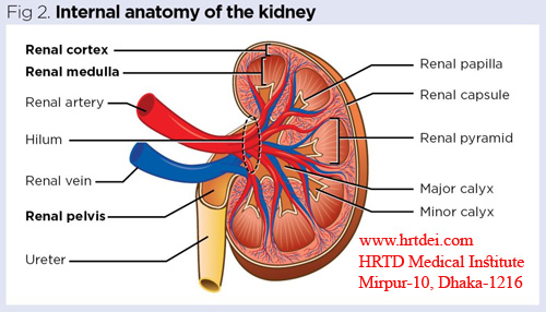 Anatomy of Kidney