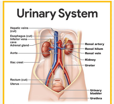 Urinary System