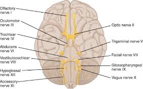 Paramedical 4 Years Course 3 image 18