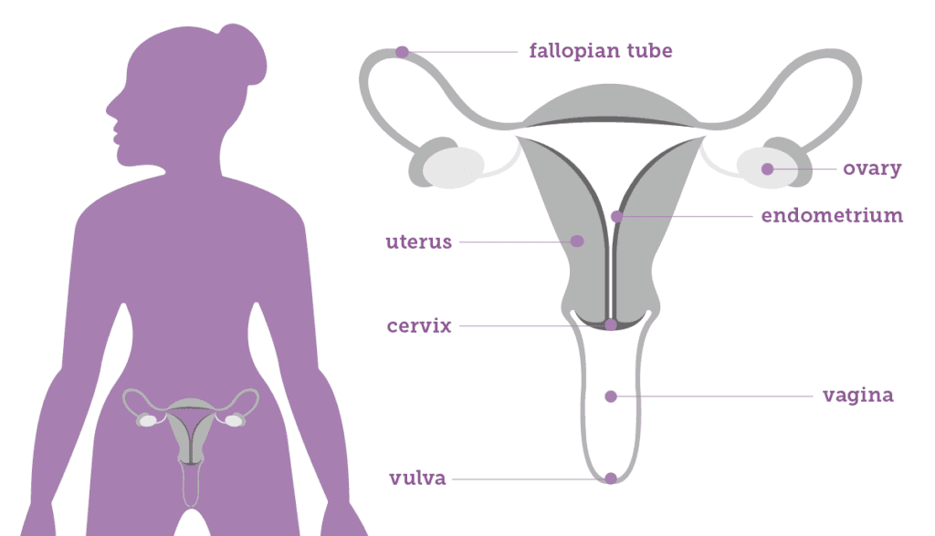 PDT-Gynecology 6 Month Course